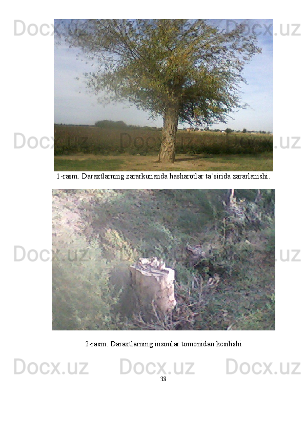 1-rasm. Daraxtlarning zararkunanda hasharotlar ta`sirida zararlanishi.
2-rasm. Daraxtlarning insonlar tomonidan kesilishi
38 