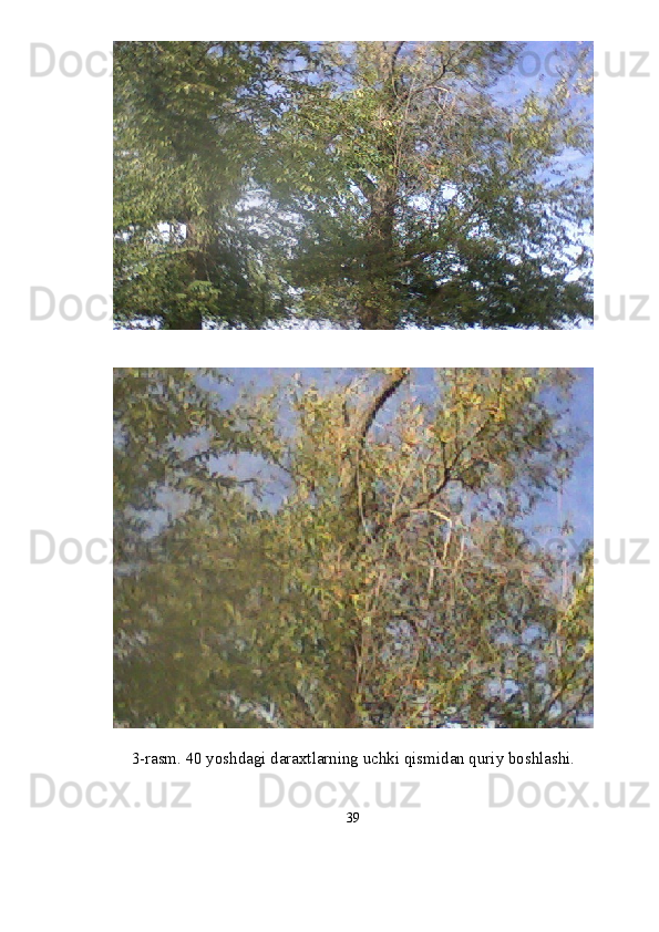 3-rasm. 40 yoshdagi daraxtlarning uchki qismidan quriy boshlashi.
39 