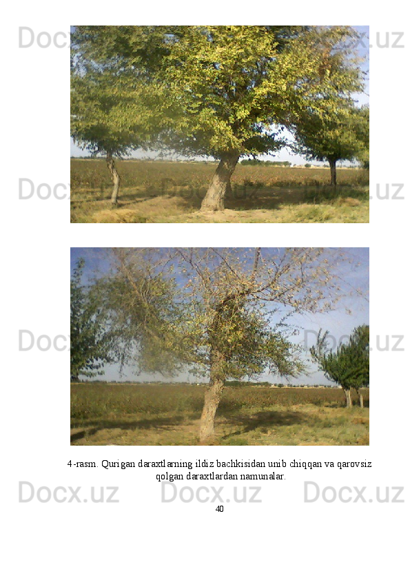 4-rasm. Qurigan daraxtlarning ildiz bachkisidan unib chiqqan va qarovsiz
 qolgan daraxtlardan namunalar.
40 