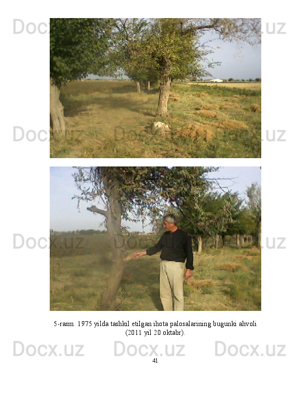 5 - rasm. 1975 yilda tashkil etilgan ihota palosalarining bugunki ahvoli 
(2011 yil 20 oktabr). 
41 