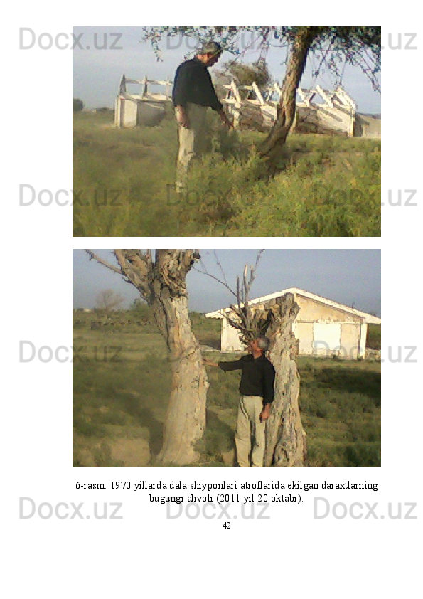 6- rasm. 1970 yillarda dala shiyponlari atroflarida ekilgan daraxtlarning 
bugungi ahvoli (2011 yil 20 oktabr). 
42 