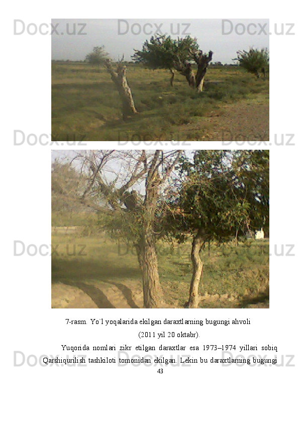 7-rasm. Yо`l yoqalarida ekilgan daraxtlarning bugungi ahvoli
(2011 yil 20 oktabr).
Yuqorida   nomlari   zikr   etilgan   daraxtlar   esa   1973–1974   yillari   sobiq
Qarshiqurilish tashkiloti tomonidan ekilgan. Lekin bu daraxtlarning bugungi
43 
