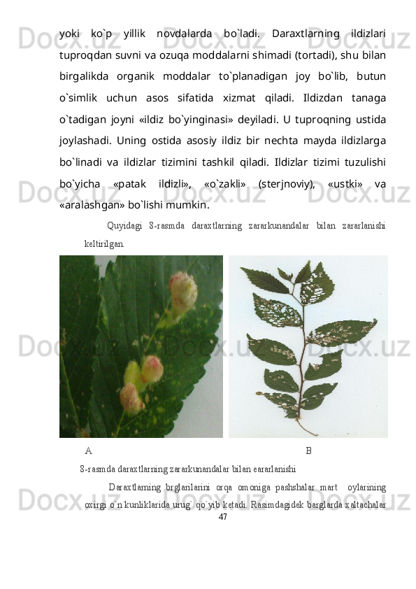 yoki   k о `p   yillik   novdalarda   b о `ladi.   Daraxtlarning   ildizlari
tuproqdan suvni va ozuqa moddalarni shimadi (tortadi), shu bilan
birgalikda   organik   moddalar   t о `planadigan   joy   b о `lib,   butun
о `simlik   uchun   asos   sifatida   xizmat   qiladi.   Ildizdan   tanaga
о `tadigan   joyni   «ildiz   b о `yinginasi»   deyiladi.   U   tuproqning   ustida
joylashadi.   Uning   ostida   asosiy   ildiz   bir   nechta   mayda   ildizlarga
b о `linadi   va   ildizlar   tizimini   tashkil   qiladi.   Ildizlar   tizimi   tuzulishi
b о `yicha   «patak   ildizli»,   « о `zakli»   (sterjnoviy),   «ustki»   va
«aralashgan» b о `lishi mumkin.Quyidagi   8-rasmda   daraxtlarning   zararkunandalar   bilan   zararlanishi	
keltirilgan. 	
           А                                                                                            В
         8	-rasmda daraxtlarning zararkunandalar bilan eararlanishi	
Daraxtlarning   brglarilarini   orqa   omoniga   pashshalar   mart     oylarining	
oxirgi о`n kunliklarida urug` qо`yib ketadi. Rasimdagidek barglarda xaltachalar
47 