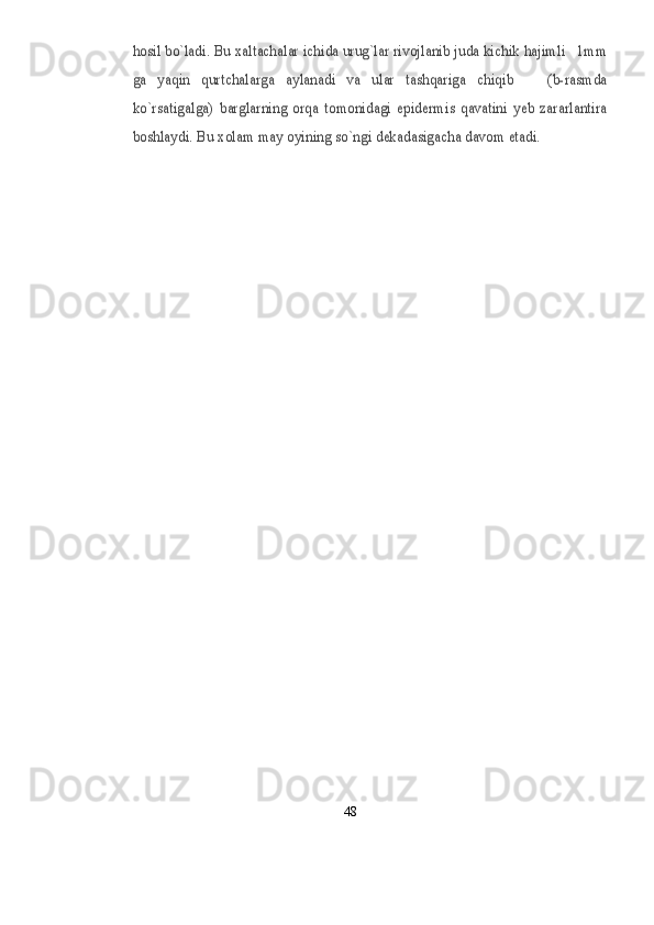 hosil bо`ladi. Bu xaltachalar ichida urug`lar rivojlanib juda kichik hajimli   1mm
ga   yaqin   qurtchalarga   aylanadi   va   ular   tashqariga   chiqib       (b-rasmda
kо`rsatigalga)   barglarning   orqa   tomonidagi   epidermis   qavatini   yeb   zararlantira
boshlaydi. 	Bu 	xolam may oyining sо`ngi dekadasigacha davom etadi.48 