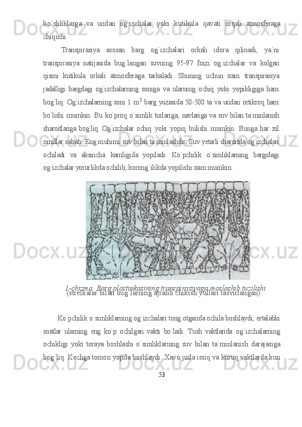 b o` shliklarga   va   undan   og`izchalar   yoki   k u tikula   q avati   or q ali   atmosferaga
chi q ishi.
Transpirasiya   asosan   barg   og`izchalari   orkali   idora   qilinadi,   ya`ni
transpirasiya   natijasida   bug`langan   suvning   95-97   foizi   og`izchalar   va   kolgan
qismi   kutikula   orkali   atmosferaga   tarkaladi.   Shuning   uchun   xam   transpirasiya
jadalligi   bargdagi   og`izchalarning   soniga   va   ularning   ochiq   yoki   yopikligiga   ham
bog`liq. Og`izchalarning soni 1 m 2
  barg yuzasida 50-500 ta va undan ortikroq ham
bo`lishi mumkin. Bu ko`proq o`simlik turlariga,   navlariga va suv bilan ta`minlanish
sharoitlariga bog`liq. Og`izchalar ochiq   yoki yopiq bulishi mumkin. Bunga har xil
omillar sabab. Eng muhimi suv  bilan ta`minlashdir. Suv yetarli sharoitda og`izchalari
ochiladi   va   aksincha   kamligida   yopiladi.   Ko`pchilik   o`simliklarning   bargidagi
og`izchalar yorur likda ochilib, korong`ilikda yopilishi xam mumkin.
1-chizma. Barg plastinkasining transpirasiyaga moslashib tuzilishi
(strelkalar bilan bug`larning ajralib chikish yullari tasvirlangan).
Ko`pchilik o`simliklarning og`izchalari tong otganda ochila boshlaydi,  ertalabki
soatlar   ularning   eng   ko`p   ochilgan   vakti   bo`ladi.   Tush   vaktlarida   og`izchalarning
ochikligi  yoki  toraya  boshlashi  o`simliklarning  suv  bilan   ta`minlanish   darajasiga
bog`liq. Kechga tomon yopila boshlaydi. Xavo  juda issiq va kuruq vaktlarda kun
53 