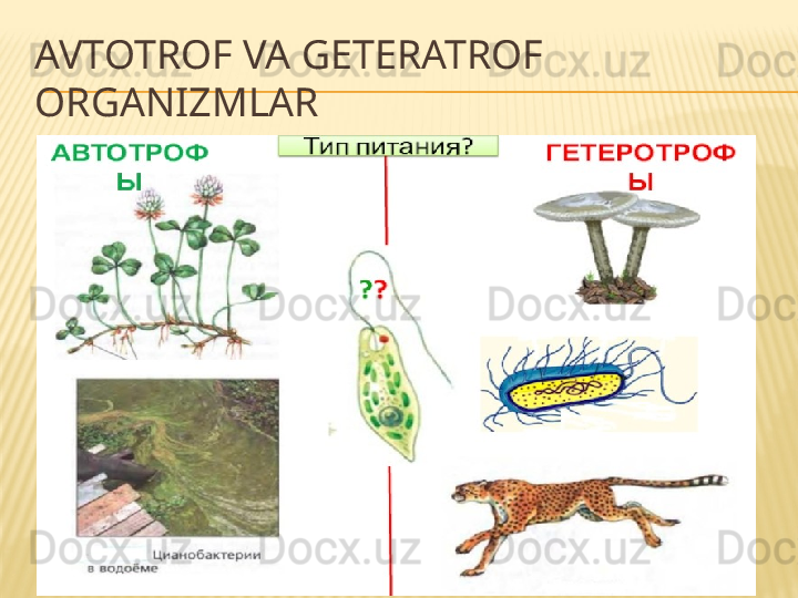 AVTOTROF VA GETERATROF 
ORGANIZMLAR 