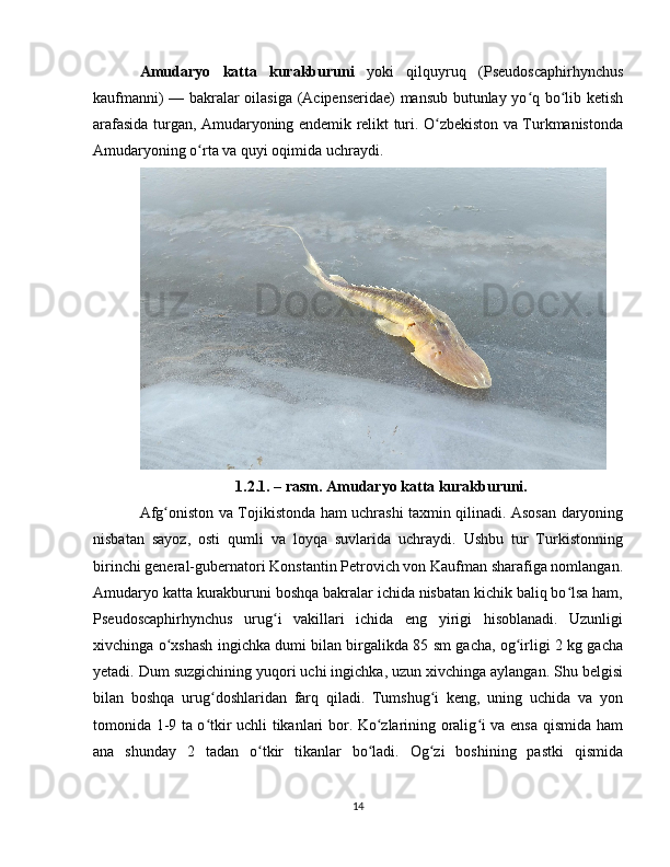 Amudaryo   katta   kurakburuni   yoki   qilquyruq   (Pseudoscaphirhynchus
kaufmanni) — bakralar oilasiga (Acipenseridae) mansub butunlay yo q bo lib ketishʻ ʻ
arafasida turgan, Amudaryoning endemik relikt turi. O zbekiston va Turkmanistonda	
ʻ
Amudaryoning o rta va quyi oqimida uchraydi. 	
ʻ
1.2.1. – rasm. Amudaryo katta kurakburuni.
Afg oniston va Tojikistonda ham uchrashi taxmin qilinadi. Asosan daryoning	
ʻ
nisbatan   sayoz,   osti   qumli   va   loyqa   suvlarida   uchraydi.   Ushbu   tur   Turkistonning
birinchi general-gubernatori Konstantin Petrovich von Kaufman sharafiga nomlangan.
Amudaryo katta kurakburuni boshqa bakralar ichida nisbatan kichik baliq bo lsa ham,	
ʻ
Pseudoscaphirhynchus   urug i   vakillari   ichida   eng   yirigi   hisoblanadi.   Uzunligi	
ʻ
xivchinga o xshash ingichka dumi bilan birgalikda 85 sm gacha, og irligi 2 kg gacha	
ʻ ʻ
yetadi. Dum suzgichining yuqori uchi ingichka, uzun xivchinga aylangan. Shu belgisi
bilan   boshqa   urug doshlaridan   farq   qiladi.   Tumshug i   keng,   uning   uchida   va   yon	
ʻ ʻ
tomonida 1-9 ta o tkir uchli tikanlari bor. Ko zlarining oralig i va ensa qismida ham
ʻ ʻ ʻ
ana   shunday   2   tadan   o tkir   tikanlar   bo ladi.   Og zi   boshining   pastki   qismida	
ʻ ʻ ʻ
14 