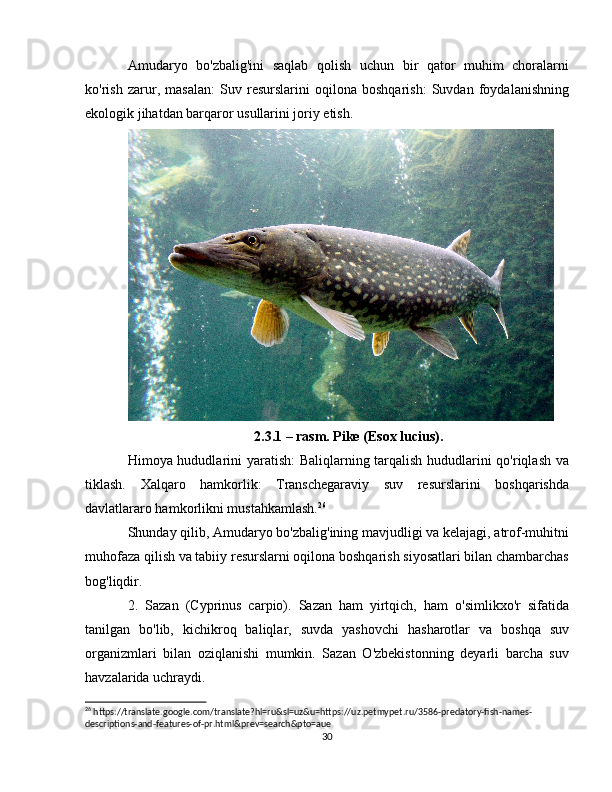 Amudaryo   bo'zbalig'ini   saqlab   qolish   uchun   bir   qator   muhim   choralarni
ko'rish   zarur,   masalan:   Suv   resurslarini   oqilona   boshqarish:   Suvdan   foydalanishning
ekologik jihatdan barqaror usullarini joriy etish.
2.3.1 – rasm. Pike (Esox lucius).
Himoya hududlarini yaratish:  Baliqlarning tarqalish hududlarini qo'riqlash va
tiklash.   Xalqaro   hamkorlik:   Transchegaraviy   suv   resurslarini   boshqarishda
davlatlararo hamkorlikni mustahkamlash. 26
 
Shunday qilib, Amudaryo bo'zbalig'ining mavjudligi va kelajagi, atrof-muhitni
muhofaza qilish va tabiiy resurslarni oqilona boshqarish siyosatlari bilan chambarchas
bog'liqdir.
2.   Sazan   (Cyprinus   carpio).   Sazan   ham   yirtqich,   ham   o'simlikxo'r   sifatida
tanilgan   bo'lib,   kichikroq   baliqlar,   suvda   yashovchi   hasharotlar   va   boshqa   suv
organizmlari   bilan   oziqlanishi   mumkin.   Sazan   O'zbekistonning   deyarli   barcha   suv
havzalarida uchraydi.
26
 https://translate.google.com/translate?hl=ru&sl=uz&u=https://uz.petmypet.ru/3586-predatory-fish-names-
descriptions-and-features-of-pr.html&prev=search&pto=aue
30 