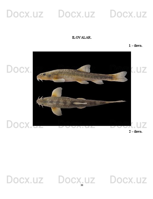 ILOVALAR .
1 –  ilova .
2 – ilova.
38 