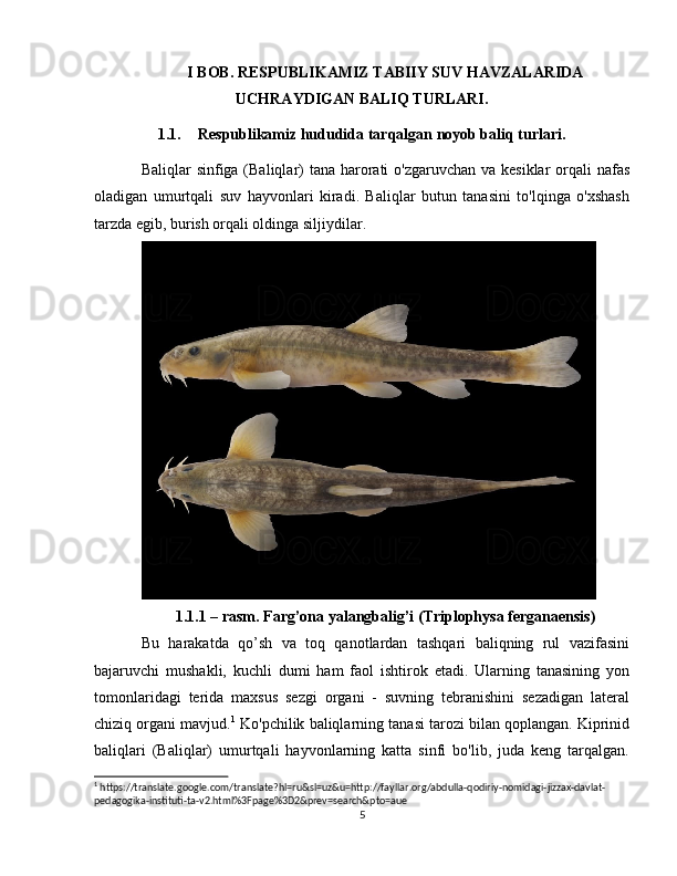 I BOB. RESPUBLIKAMIZ TABIIY SUV HAVZALARIDA
UCHRAYDIGAN BALIQ TURLARI.
1.1. Respublikamiz hududida tarqalgan noyob baliq turlari.
Baliqlar sinfiga (Baliqlar)  tana harorati o'zgaruvchan va kesiklar  orqali  nafas
oladigan   umurtqali   suv   hayvonlari   kiradi.   Baliqlar   butun   tanasini   to'lqinga   o'xshash
tarzda egib, burish orqali oldinga siljiydilar. 
1.1.1 – rasm. Farg’ona yalangbalig’i (Triplophysa ferganaensis)
Bu   harakatda   qo’sh   va   toq   qanotlardan   tashqari   baliqning   rul   vazifasini
bajaruvchi   mushakli,   kuchli   dumi   ham   faol   ishtirok   etadi.   Ularning   tanasining   yon
tomonlaridagi   terida   maxsus   sezgi   organi   -   suvning   tebranishini   sezadigan   lateral
chiziq organi mavjud. 1
 Ko'pchilik baliqlarning tanasi tarozi bilan qoplangan. Kiprinid
baliqlari   (Baliqlar)   umurtqali   hayvonlarning   katta   sinfi   bo'lib,   juda   keng   tarqalgan.
1
 https://translate.google.com/translate?hl=ru&sl=uz&u=http://fayllar.org/abdulla-qodiriy-nomidagi-jizzax-davlat-
pedagogika-instituti-ta-v2.html%3Fpage%3D2&prev=search&pto=aue
5 