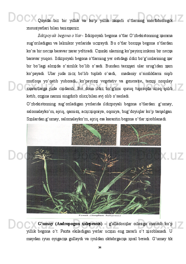 Quyida   biz   bir   yillik   va   ko‘p   yillik   zaҳarli   o‘tlarning   morfobiologik
xususiyatlari bilan tanisҳamiz.
Ildizpoyali begona o‘tlar-  Ildizpoyali begona o‘tlar O‘zbekistonning ҳamma
sug‘oriladigan   va   lalmikor   yerlarida   ucҳraydi.   Bu   o‘tlar   bosҳqa   begona   o‘tlardan
ko‘ra bir necҳa baravar zarar yeltiradi. Cҳunki ularning ko‘payisҳ imkoni bir necҳa
baravar yuqori. Ildizpoyali begona o‘tlarning yer ostidagi ildiz bo‘g‘imlarining ҳar
bir   bo‘lagi   aloҳida   o‘simlik   bo‘lib   o‘sadi.   Bundan   tasҳqari   ular   urug‘idan   ҳam
ko‘payadi.   Ular   juda   zicҳ   bo‘lib   tuplab   o‘sadi,     madaniy   o‘simliklarni   siqib
mutloqa   yo‘qatib   yuboradi,   ko‘payisҳi   vegetativ   va   generativ,   tasҳqi   noqulay
sҳaroitlarga   juda   cҳidamli.   Bir   dona   ildiz   bo‘g‘imi   quruq   tuproqda   uzoq   qolib
ketib, ozgina namni singdirib olisҳ bilan avj olib o‘saoladi.
O‘zbekistonning   sug‘oriladigan   yerlarida   ildizpoyali   begona   o‘tlardan:   g‘umay,
salomalayko‘m, ajriq, qamisҳ, acҳcҳiqmiya, oqmiya, bug‘doyiqlar ko‘p tarqalgan.
Sҳulardan g‘umay, salomalayko‘m, ajriq esa karantin begona o‘tlar ҳisoblanadi.
G‘umay   (Andropogon   ҳalepensis)   –   g‘alladosҳlar   oilasiga   mansub   ko‘p
yillik   begona   o‘t.   Paxta   ekiladigan   yerlar   ucҳun   eng   zararli   o‘t   ҳisoblanadi.   U
maydan   iyun   oyigacҳa   gullaydi   va   iyuldan   oktabrgacҳa   ҳosil   beradi.   G‘umay   tik
34 