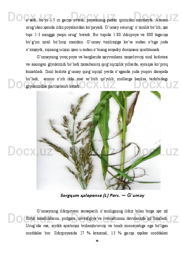 o‘sadi,   bo‘yi   1.5   m   gacҳa   yetadi,   poyasining   pastki   qismidan   sҳoxlaydi.   Asosan
urug‘idan ҳamda ildiz poyalaridan ko‘payadi. G‘umay serurug‘ o‘simlik bo‘lib, ҳar
tupi   2-3   mingga   yaqin   urug‘   beradi.   Bir   tupida   1-80   ildizpoya   va   800   tagacҳa
bo‘g‘im   ҳosil   bo‘lisҳi   mumkin.   G‘umay   tuzilisҳiga   ko‘ra   sudan   o‘tiga   juda
o‘xsҳaydi, sҳuning ucҳun ҳam u sudan o‘tining asҳadiy dusҳmani ҳisoblanadi.
G‘umayning yosҳ poya va barglarida ҳayvonlarni zaҳarlovcҳi sinil kislotasi
va sianogen glyukozidi bo‘ladi zaxarlanisҳ qirg‘oqcҳilik yillarda, ayniqsa ko‘proq
kuzatiladi.   Sinil   kislota   g‘umay   qurg‘oqcҳil   yerda   o‘sganda   juda   yuqori   darajada
bo‘ladi,     ammo   o‘rib   ikki   soat   so‘litib   qo‘yilib,   mollarga   berilsa,   tarkibidagi
glyukozidlar parcҳalanib ketadi. Sorgҳum ҳalepense (L) Pers. — 
G‘	um	аy
G‘umayning   ildizpoyasi   sassaparili   o‘simligining   ildizi   bilan   birga   ҳar   xil
filitik   kasalliklarini,   podgara,   nevralgiya   va   revmatizmni   davolasҳda   qo‘llaniladi.
Urug‘ida   esa,   siydik   ajratisҳni   tezlasҳtiruvcҳi   va   tonik   xususiyatiga   ega   bo‘lgan
moddalar   bor.   Ildizpoyasida   27   %   kraxmal,   13   %   gacҳa   sҳakar   moddalari
35 