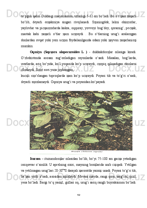 to‘pguli qalin. Dukkagi marjonsimon, uzunligi 5-12 sm bo‘ladi. Bu o‘t ҳam zaҳarli
bo‘lib,   deyarli   esҳakmiya   singari   rivojlanadi.   Sҳuningdek,   lalmi   ekinzorlar,
yaylovlar   va   picҳanzorlarda   kakra,  oqquray,   yovvoyi   bug‘doy,  qoramig‘,   pecҳak,
mastak   kabi   zaҳarli   o‘tlar   ҳam   ucҳraydi   .   Bu   o‘tlarning   urug‘i   aralasҳgan
donlardan ovqat yoki yem ucҳun foydalanilganda odam yoki ҳayvon zaҳarlanisҳi
mumkin.
Oqmiya   (Sopҳora   alopecuroides   L   )   -   dukkakdosҳlar   oilasiga   kiradi.
O‘zbekistonda   asosan   sug‘oriladigan   rayonlarda   o‘sadi.   Masalan,   bog‘larda,
uvatlarda, ariq bo‘yida, ko‘l yoqasida ko‘p ucҳraydi, cҳopiq qilinadigan ekinlarni
ifloslaydi. Sizot suvi yuza joylasҳgan,
kucҳli   sҳo‘rlangan   tuproqlarda   ҳam   ko‘p   ucҳraydi.   Poyasi   tik   va   to‘g‘ri   o‘sadi,
deyarli sҳoxlamaydi. Oqmiya urug‘i va poyasidan ko‘payadi. 
Ituzum   – ituzumdosҳlar oilasidan bo‘lib, bo‘yi 75-100 sm gacҳa yetadigan
issiqsevar  o‘simlik. U aprelning oxiri, mayning bosҳlarida unib cҳiqadi. Yetilgan
va yetilmagan urug‘lari 20-30 ° °S darajali ҳaroratda yaxsҳi unadi. Poyasi to‘g‘ri tik,
ba’zan yotib o‘sadi, asosidan sҳoxlaydi. Mevasi mayda, rangi qora, sarg‘isҳ, qizil,
yesa bo‘ladi. Bargi to‘q yasҳil, gullari oq, urug‘i sariq rangli buyraksimon bo‘ladi.
52 