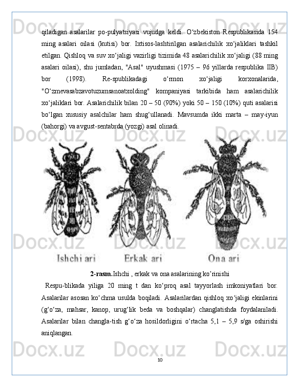 qiladigan   asalarilar   po-pulyatsiyasi   vujudga   keldi.   O zbekiston   Respublikasida   154ʻ
ming   asalari   oilasi   (kutisi)   bor.   Ixtisos-lashtirilgan   asalarichilik   xo‘jaliklari   tashkil
etilgan. Qishloq va suv xo‘jaligi vazirligi tizimida 48 asalarichilik xo‘jaligi (88 ming
asalari   oilasi),   shu   jumladan,   "Asal"   uyushmasi   (1975   –   96   yillarda   respublika   IIB)
bor   (1998).   Re-spublikadagi   o‘rmon   xo‘jaligi   korxonalarida,
"O‘zmevasabzavotuzumsanoatxolding"   kompaniyasi   tarkibida   ham   asalarichilik
xo‘jaliklari bor. Asalarichilik bilan 20 – 50 (90%) yoki 50 – 150 (10%) quti asalarisi
bo‘lgan   xususiy   asalchilar   ham   shug‘ullanadi.   Mavsumda   ikki   marta   –   may-iyun
(bahorgi) va avgust-sentabrda (yozgi) asal olinadi.
 
2-rasm. Ishchi , erkak va ona asalarining ko’rinishi
  Respu-blikada   yiliga   20   ming   t   dan   ko‘proq   asal   tayyorlash   imkoniyatlari   bor.
Asalarilar  asosan  ko‘chma usulda  boqiladi. Asalarilardan  qishloq xo jaligi  ekinlarini	
ʻ
(g‘o‘za,   mahsar,   kanop,   urug‘lik   beda   va   boshqalar)   changlatishda   foydalaniladi.
Asalarilar   bilan   changla-tish   g‘o‘za   hosildorligini   o‘rtacha   5,1   –   5,9   s/ga   oshirishi
aniqlangan.
10 