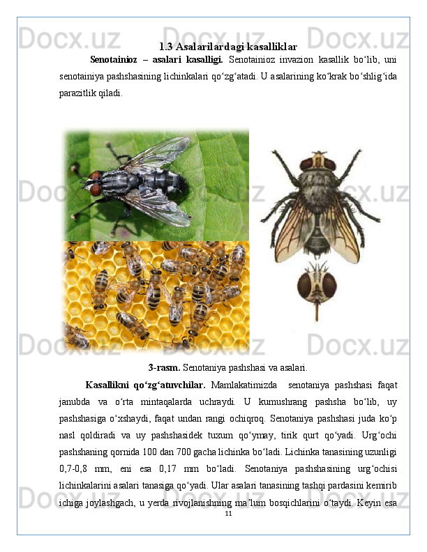 1.3 Asalarilardagi kasalliklar
            Senotainioz   –   asalari   kasalligi.   Senotainioz   invazion   kasallik   bo lib,   uniʻ
senotainiya pashshasining lichinkalari qo zg atadi. U asalarining ko krak bo shlig ida	
ʻ ʻ ʻ ʻ ʻ
parazitlik qiladi.
3-rasm.  Senotaniya pashshasi va asalari.
          Kasallikni   qo zg atuvchilar.  	
ʻ ʻ Mamlakatimizda     senotaniya   pashshasi   faqat
janubda   va   o rta   mintaqalarda   uchraydi.   U   kumushrang   pashsha   bo lib,   uy	
ʻ ʻ
pashshasiga   o xshaydi,   faqat   undan   rangi   ochiqroq.   Senotaniya   pashshasi   juda   ko p
ʻ ʻ
nasl   qoldiradi   va   uy   pashshasidek   tuxum   qo ymay,   tirik   qurt   qo yadi.   Urg ochi	
ʻ ʻ ʻ
pashshaning qornida 100 dan 700 gacha lichinka bo ladi. Lichinka tanasining uzunligi	
ʻ
0,7-0,8   mm,   eni   esa   0,17   mm   bo ladi.	
ʻ   Senotaniya   pashshasining   urg ochisi	ʻ
lichinkalarini asalari tanasiga qo yadi. Ular asalari tanasining tashqi pardasini kemirib	
ʻ
ichiga  joylashgach,   u  yerda  rivojlanishning   ma lum  bosqichlarini  o taydi.  Keyin  esa	
ʼ ʻ
11 