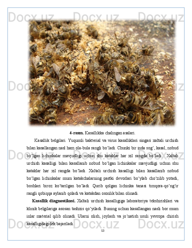 4-rasm.  Kasallikka chalingan asalari.
          Kasallik   belgilari.   Yuqumli   bakterial   va   virus   kasalliklari   singari   xaltali   urchish
bilan kasallangan nasl ham ola-bula rangli bo ladi. Chunki bir inda sog , kasal, nobudʻ ʻ
bo lgan   lichinkalar   mavjudligi   uchun   shu   kataklar   har   xil   rangda   bo ladi.     Xaltali	
ʻ ʻ
urchish   kasalligi   bilan   kasallanib   nobud   bo lgan   lichinkalar   mavjudligi   uchun   shu	
ʻ
kataklar   har   xil   rangda   bo ladi.   Xaltali   urchish   kasalligi   bilan   kasallanib   nobud	
ʻ
bo lgan   lichinkalar   mum   katakchalarning   pastki   devorlari   bo ylab   cho zilib   yotadi,	
ʻ ʻ ʻ
boshlari   biroz   ko tarilgan   bo ladi.   Qurib   qolgan   lichinka   tanasi   timqora-qo ng ir	
ʻ ʻ ʻ ʻ
rangli qobiqqa aylanib qoladi va katakdan osonlik bilan olinadi.
      Kasallik   diagnostikasi.   Xaltali   urchish   kasalligiga   laboratoriya   tekshirishlari   va
klinik belgilariga asosan tashxis qo yiladi. Buning uchun kasallangan nasli bor mum	
ʻ
inlar   material   qilib   olinadi.   Ularni   olish,   joylash   va   jo natish   usuli   yevropa   chirish	
ʻ
kasalligidagidek bajariladi.
13 