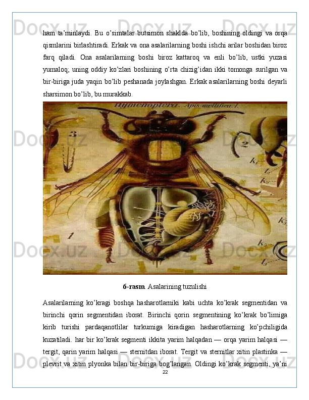 ham   ta’minlaydi.   Bu   o’simtalar   butsimon   shaklda   bo’lib,   boshining   oldingi   va   orqa
qismlarini birlashtiradi. Erkak va ona asalarilarning boshi ishchi arilar boshidan biroz
farq   qiladi.   Ona   asalarilarning   boshi   biroz   kattaroq   va   enli   bo’lib,   ustki   yuzasi
yumaloq;   uning   oddiy  ko’zlari   boshining   o’rta  chizig’idan   ikki   tomonga   surilgan  va
bir-biriga juda yaqin bo’lib peshanada joylashgan. Erkak asalarilarning boshi deyarli
sharsimon bo’lib, bu murakkab.
6-rasm . Asalarining tuzulishi
Asalarilarning   ko’kragi   boshqa   hasharotlarniki   kabi   uchta   ko’krak   segmentidan   va
birinchi   qorin   segmentidan   iborat.   Birinchi   qorin   segmentining   ko’krak   bo’limiga
kirib   turishi   pardaqanotlilar   turkumiga   kiradigan   hasharotlarning   ko’pchiligida
kuzatiladi. har bir  ko’krak segmenti  ikkita yarim halqadan — orqa yarim  halqasi  —
tergit, qarin yarim halqasi  — sternitdan iborat. Tergit  va sternitlar xitin plastinka —
plevrit va xitin plyonka bilan bir-biriga bog’langan. Oldingi ko’krak segmenti, ya’ni
22 