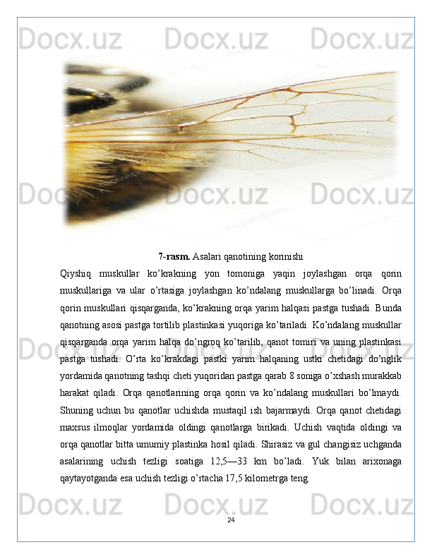 7-rasm.  Asalari qanotining korinishi
Qiyshiq   muskullar   ko’krakning   yon   tomoniga   yaqin   joylashgan   orqa   qorin
muskullariga   va   ular   o’rtasiga   joylashgan   ko’ndalang   muskullarga   bo’linadi.   Orqa
qorin muskullari qisqarganda, ko’krakning orqa yarim halqasi pastga tushadi. Bunda
qanotning asosi pastga tortilib plastinkasi yuqoriga ko’tariladi. Ko’ndalang muskullar
qisqarganda   orqa   yarim   halqa   do’ngroq   ko’tarilib,   qanot   tomiri   va   uning   plastinkasi
pastga   tushadi.   O’rta   ko’krakdagi   pastki   yarim   halqaning   ustki   chetidagi   do’nglik
yordamida qanotning tashqi cheti yuqoridan pastga qarab 8 soniga o’xshash murakkab
harakat   qiladi.   Orqa   qanotlarining   orqa   qorin   va   ko’ndalang   muskullari   bo’lmaydi.
Shuning   uchun   bu   qanotlar   uchishda   mustaqil   ish   bajarmaydi.   Orqa   qanot   chetidagi
maxsus   ilmoqlar   yordamida   oldingi   qanotlarga   birikadi.   Uchish   vaqtida   oldingi   va
orqa qanotlar bitta umumiy plastinka hosil qiladi. Shirasiz va gul changisiz uchganda
asalarining   uchish   tezligi   soatiga   12,5—33   km   bo’ladi.   Yuk   bilan   arixonaga
qaytayotganda esa uchish tezligi o’rtacha 17,5 kilometrga teng.
24 