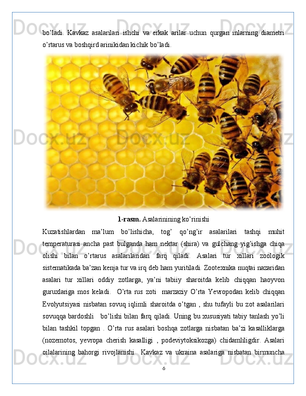 bo’ladi.   Kavkaz   asalarilari   ishchi   va   erkak   arilar   uchun   qurgan   inlarning   diametri
o’rtarus va boshqird arinikidan kichik bo’ladi.
1-rasm.  Asalarinining ko’rinishi
Kuzatishlardan   ma’lum   bo’lishicha,   tog’   qo’ng’ir   asalarilari   tashqi   muhit
temperaturasi   ancha   past   bulganda   ham   nektar   (shira)   va   gulchang   yig’ishga   chiqa
olishi   bilan   o’rtarus   asalarilaridan   farq   qiladi.   Asalari   tur   xillari   zoologik
sistematikada ba’zan kenja tur va irq deb ham yuritiladi. Zootexnika nuqtai nazaridan
asalari   tur   xillari   oddiy   zotlarga,   ya’ni   tabiiy   sharoitda   kelib   chiqqan   haoyvon
guruxlariga   mos   keladi.     O’rta   rus   zoti     marzaziy   O’rta   Yevropodan   kelib   chiqqan
Evolyutsiyasi   nisbatan   sovuq   iqlimli   sharoitda   o’tgan   ,   shu   tufayli   bu   zot   asalarilari
sovuqqa bardoshli     bo’lishi bilan farq qiladi. Uning bu xususiyati tabiy tanlash yo’li
bilan   tashkil   topgan   .   O’rta   rus   asalari   boshqa   zotlarga   nisbatan   ba’zi   kasalliklarga
(nozemotos,   yevropa   cherish   kasalligi   ,   podeviytoksikozga)   chidamliligdir.   Asalari
oilalarining   bahorgi   rivojlanishi     Kavkaz   va   ukraina   asalariga   nisbatan   birmuncha
6 