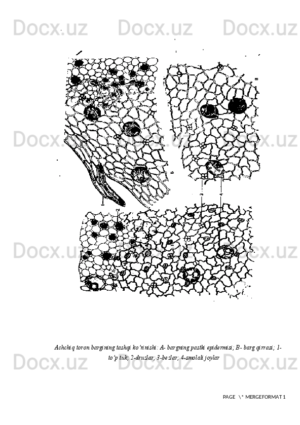  
Achchiq toron bargining tashqi ko’rinishi: A- bargning pastki epidermisi; B- barg qirrasi; 1-
to’p tuk; 2-druzlar; 3-bezlar; 4-smolali joylar
 PAGE   \* MERGEFORMAT 1 