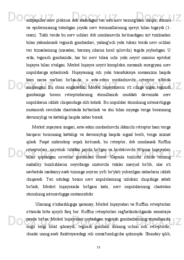 subpapiller   nerv  pleksusi   deb  ataladigan  teri   osti  nerv  tarmog'idan  chiqib,  dermis
va   epidermisning   tutashgan   joyida   nerv   terminallarining   spreyi   bilan   tugaydi   (1-
rasm).   Tukli   terida   bu   nerv   uchlari   deb   nomlanuvchi   ko'rinadigan   sirt   tuzilmalari
bilan   yakunlanadi   teginish   gumbazlari;   yalang'och   yoki   tuksiz   terida   nerv   uchlari
teri   tizmalarining   (masalan,   barmoq   izlarini   hosil   qiluvchi)   tagida   joylashgan.   U
erda,   teginish   gumbazida,   har   bir   nerv   tolasi   uchi   yoki   neyrit   maxsus   epitelial
hujayra  bilan  o'ralgan.  Merkel  hujayra neyrit  kompleksi  mexanik energiyani  nerv
impulslariga   aylantiradi.   Hujayraning   roli   yoki   transduksiya   mexanizmi   haqida
kam   narsa   ma'lum   bo'lsa-da,   u   asta-sekin   moslashuvchi   retseptor   sifatida
aniqlangan.   Bu   shuni   anglatadiki,   Merkel   hujayralarini   o'z   ichiga   olgan   teginish
gumbaziga   bosim   retseptorlarning   stimullanish   muddati   davomida   nerv
impulslarini ishlab chiqarishiga olib keladi. Bu impulslar stimulning intensivligiga
mutanosib   ravishda   chastotada   ko'tariladi   va   shu   bilan   miyaga   teriga   bosimning
davomiyligi va kattaligi haqida xabar beradi.
     Merkel xujayrasi singari, asta-sekin moslashuvchi ikkinchi retseptor ham teriga
barqaror   bosimning   kattaligi   va   davomiyligi   haqida   signal   berib,   teriga   xizmat
qiladi.   Faqat   mikroskop   orqali   ko'rinadi,   bu   retseptor,   deb   nomlanadi   Ruffini
retseptorlari,   miyelinli   toladan   paydo   bo'lgan   va   biriktiruvchi   to'qima   hujayralari
bilan   qoplangan   nevritlar   guruhidan   iborat.   Kapsula   tuzilishi   ichida   terining
mahalliy   buzilishlarini   neyritlarga   uzatuvchi   tolalar   mavjud   bo'lib,   ular   o'z
navbatida markaziy asab tizimiga neyron yo'li bo'ylab yuborilgan xabarlarni ishlab
chiqaradi.   Teri   ustidagi   bosim   nerv   impulslarining   uzluksiz   chiqishiga   sabab
bo'ladi;   Merkel   hujayrasida   bo'lgani   kabi,   nerv   impulslarining   chastotasi
stimulning intensivligiga mutanosibdir.
            Ularning  o'xshashligiga   qaramay, Merkel  hujayralari  va  Ruffini   retseptorlari
o'rtasida   bitta   ajoyib   farq   bor.   Ruffini   retseptorlari   rag'batlantirilganda   sensatsiya
paydo bo'lsa, Merkel hujayralari joylashgan teginish gumbazlarining stimullanishi
ongli   sezgi   hosil   qilmaydi;   teginish   gumbazi   shuning   uchun   sirli   retseptordir,
chunki uning asab funktsiyasidagi roli noma'lumligicha qolmoqda. Shunday qilib,
21 