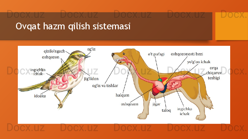 Ovqat hazm qilish sistemasi  