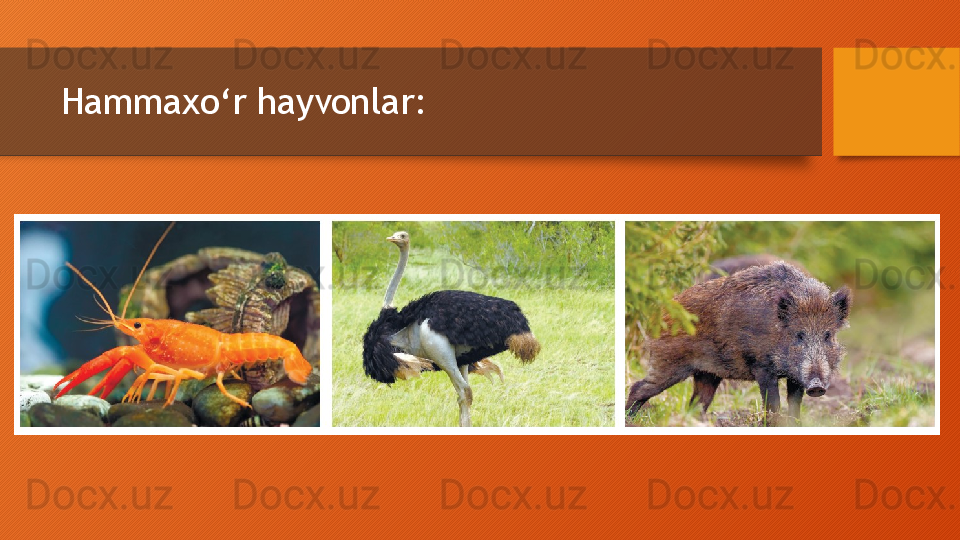 Hammaxo‘r  hayvonlar: