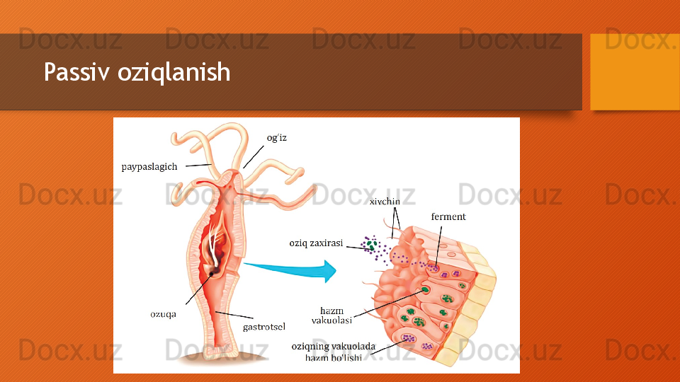 Passiv oziqlanish  