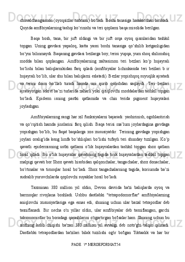 chuvalchangsimon (oyoqsizlar turkumi) bo ladi. Boshi tanasiga harakatchan birikadi.ʻ
Quyida amfibiyalarning tashqi ko rinishi va teri qoplami baqa misolida berilgan.	
ʻ
Baqa   bosh,   tana,   bir   juft   oldingi   va   bir   juft   orqa   oyoq   qismlaridan   tashkil
topgan.   Uning   gavdasi   yapaloq,   katta   yassi   boshi   tanasiga   qo shilib   ketganligidan	
ʻ
bo yni bilinmaydi. Baqaning gavdasi bezlarga boy, terisi yupqa, yum shoq shilimshiq	
ʻ
modda   bilan   qoplangan.   Amfibiyalarning   xaltasimon   teri   bezlari   ko p   hujayrali	
ʻ
bo lishi   bilan   baliqlarnikidan   farq   qiladi   (amfibiyalar   lichinkasida   teri   bezlari   b   ir	
ʻ
hujayrali bo lib, ular shu bilan baliqlarni eslatadi). Bezlar yopishqoq suyuqlik ajratadi	
ʻ
va   terini   doim   ho llab   turadi   hamda   uni   qurib   qolishdan   saqlaydi.   Teri   bezlari	
ʻ
ajratayotgan sekret ba’zi turlarida zaharli yoki qitiqlovchi moddalardan tashkil topgan
bo ladi.   Epiderm   isning   pastki   qatlamida   va   chin   terida   pigment   hujayralari	
ʻ
joylashgan.
Amfibiyalarning rangi har xil funksiyalarni bajaradi: yashirinish, ogohlantirish
va   qo rqitish   hamda   jinslarini   farq   qilish.   Baqa   terisi   ma’lum   joylardagina   gavdaga	
ʻ
yopishgan   bo lib,   bu   faqat   baqalarga   xos   xususiyatdir.   Terining   gavdaga   yopishgan	
ʻ
joylari oralig ida keng limfa bo shliqlari bo lishi tufayli teri shunday tuzilgan. Ko p
ʻ ʻ ʻ ʻ
qavatli   epidermisning   ustki   qatlami   o lik   hujayralardan   tashkil   topgan   shox   qatlam	
ʻ
hosil   qiladi.   Bu   o lik   hujayralar   qavatining  tagida   tirik   hujayralardan   tashkil   topgan	
ʻ
malpigi qavati bor Shox qavati hisobidan qalqonchalar, tangachalar, shox donachalar,
bo rtmalar   va   tirnoqlar   hosil   bo ladi.   Shox   tangachalarning   tagida,   koriumda   ba’zi	
ʻ ʻ
sudralib yuruvchilarda qoplovchi suyaklar hosil bo ladi.	
ʻ
Taxminan   380   million   yil   oldin,   Devon   davrida   ba'zi   baliqlarda   oyoq   va
barmoqlar   rivojlana   boshladi.   Ushbu   dastlabki   "tetrapodomorflar"   amfibiyalarning
aniqlovchi   xususiyatlariga   ega   emas   edi,   shuning   uchun   ular   bazal   tetrapodlar   deb
tasniflanadi.   Bir   necha   o'n   yillar   oldin,   ular   amfibiyalar   deb   tasniflangan,   garchi
taksonomistlar bu boradagi qarashlarini o'zgartirgan bo'lsalar ham. Shuning uchun bu
sinfning   kelib   chiqishi   ba'zan   380   million   yil   avvalgi   deb   noto'g'ri   talqin   qilinadi.
Dastlabki   tetrapodlardan   ba'zilari   bilak   tuzilishi   og'ir   bo'lgan   Tiktaalik   va   har   bir
PAGE   \* MERGEFORMAT54 