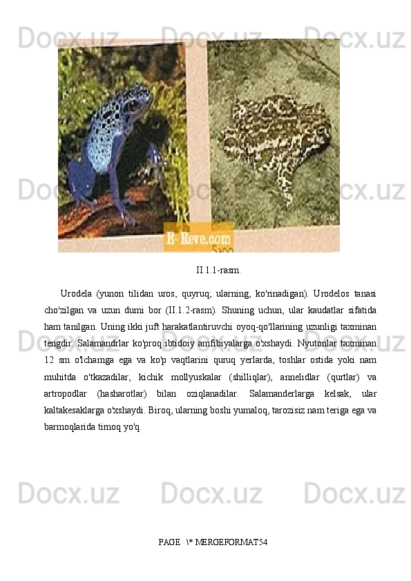 II.1.1-rasm.
Urodela   (yunon   tilidan   uros,   quyruq;   ularning,   ko'rinadigan).   Urodelos   tanasi
cho'zilgan   va   uzun   dumi   bor   (II.1.2-rasm).   Shuning   uchun,   ular   kaudatlar   sifatida
ham tanilgan. Uning ikki juft harakatlantiruvchi oyoq-qo'llarining uzunligi taxminan
tengdir.  Salamandrlar   ko'proq  ibtidoiy  amfibiyalarga  o'xshaydi.   Nyutonlar  taxminan
12   sm   o'lchamga   ega   va   ko'p   vaqtlarini   quruq   yerlarda,   toshlar   ostida   yoki   nam
muhitda   o'tkazadilar,   kichik   mollyuskalar   (shilliqlar),   annelidlar   (qurtlar)   va
artropodlar   (hasharotlar)   bilan   oziqlanadilar.   Salamanderlarga   kelsak,   ular
kaltakesaklarga o'xshaydi. Biroq, ularning boshi yumaloq, tarozisiz nam teriga ega va
barmoqlarida tirnoq yo'q. 
PAGE   \* MERGEFORMAT54 