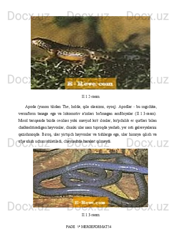II.1.2-rasm.
Apoda   (yunon   tilidan   The,   holda;   qila   olasizmi,   oyoq).   Apodlar   -   bu   ingichka,
vermiform   tanaga   ega   va   lokomotiv   a'zolari   bo'lmagan   amfibiyalar   (II.1.3-rasm).
Misol   tariqasida   bizda   cecilias   yoki   mavjud   ko'r   ilonlar,   ko'pchilik   er   qurtlari   bilan
chalkashtiradigan hayvonlar, chunki ular nam tuproqda yashab, yer osti galereyalarini
qazishmoqda.   Biroq,  ular  yirtqich  hayvonlar   va  tishlarga  ega,  ular   himoya  qilish  va
o'lja olish uchun ishlatiladi, chaynashda harakat qilmaydi.
II.1.3-rasm.
PAGE   \* MERGEFORMAT54 
