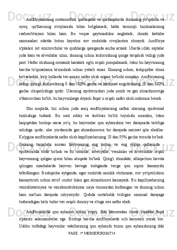 Amfibiyalarning metamorfozi qurbaqalar va qurbaqalarda dumining yo'qolishi va
oyoq   -qo'llarining   rivojlanishi   bilan   belgilanadi,   balki   tarmoqli   tuzilmalarning
reabsorbtsiyasi   bilan   ham.   Bu   voqea   qaytmaslikni   anglatadi,   chunki   kattalar
namunalari   odatda   butun   hayotini   suv   muhitida   rivojlantira   olmaydi.   Amfibiya
o'pkalari sut emizuvchilar va qushlarga qaraganda ancha arxaik. Ularda ichki septalar
juda kam va alveolalar uzun, shuning uchun kislorodning qonga tarqalish tezligi juda
past. Nafas olishning mexanik harakati og'iz orqali pompalanadi, lekin bu hayvonning
barcha   to'qimalarini   ta'minlash   uchun   y etarli   emas.   Shuning   uchun,   tadqiqotlar   shuni
ko'rsatadiki, ko'p hollarda teri asosiy nafas olish organi bo'lishi mumkin. Amfibiyaning
tashqi qobig'i kislorodning 0 dan 100% gacha va karbonat angidridning 20 dan 100%
gacha   chiqarilishiga   qodir.   Ularning   epidermislari   juda   nozik   va   gaz   almashinuviga
o'tkazuvchan bo'lib, bu hayvonlarga deyarli faqat u orqali nafas olish imkonini beradi.
Shu   nuqtada,   biz   uchun   juda   aniq   amfibiyalarning   nafasi   ularning   epidermal
tuzilishiga   tushadi.   Bu   usul   oddiy   va   tartibsiz   bo'lib   tuyulishi   mumkin,   lekin
haqiqatdan   boshqa   narsa   yo'q:   bu   hayvonlar   qon   aylanishini   teri   darajasida   tartibga
solishga   qodir,   ular   yordamida   gaz   almashinuvini   bir   darajada   nazorat   qila   oladilar.
Ko'pgina amfibiyalarda nafas olish kapillyarlarining 20 dan 95% gacha terisida bo'ladi.
Gazning   tarqalishi   asosan   hayvonning   eng   tashqi   va   eng   yupqa   qatlamida   -
epidermisda   sodir   bo'ladi   va   bu   tomirlar,   arteriyalar,   venulalar   va   arteriolalar   orqali
hayvonning   qolgan   qismi   bilan   aloqada   bo'ladi.   Qizig'i   shundaki,   allaqachon   havola
qilingan   manbalarda   hayvon   havoga   tushganda   teriga   qon   oqimi   kamayishi
ta'kidlangan.   Boshqacha   aytganda,   agar   muhitda   namlik   etishmasa,   suv   yo'qotilishini
kamaytirish   uchun  atrof  -muhit   bilan   gaz  almashinuvi  kamayadi.   Bu  kapillyarlarning
vazodilatatsiyasi  va  vazokonstriksiyasi   miya   tomonidan  kodlangan   va  shuning  uchun
ham   ma'lum   darajada   ixtiyoriydir.   Qishda   metabolik   tezligini   minimal   darajaga
tushiradigan ba'zi turlar teri orqali doimiy va o'ziga xos nafas oladi.
Amfibiyalarda   qon   aylanish   tizimi   yopiq.   Ikki   kameradan   iborat   yurakka   faqat
o'pkasiz   salamanderlar   ega.   Boshqa   barcha   amfibiyalarda   uch   kamerali   yurak   bor.
Ushbu   toifadagi   hayvonlar   vakillarining   qon   aylanish   tizimi   qon   aylanishining   ikki
PAGE   \* MERGEFORMAT54 