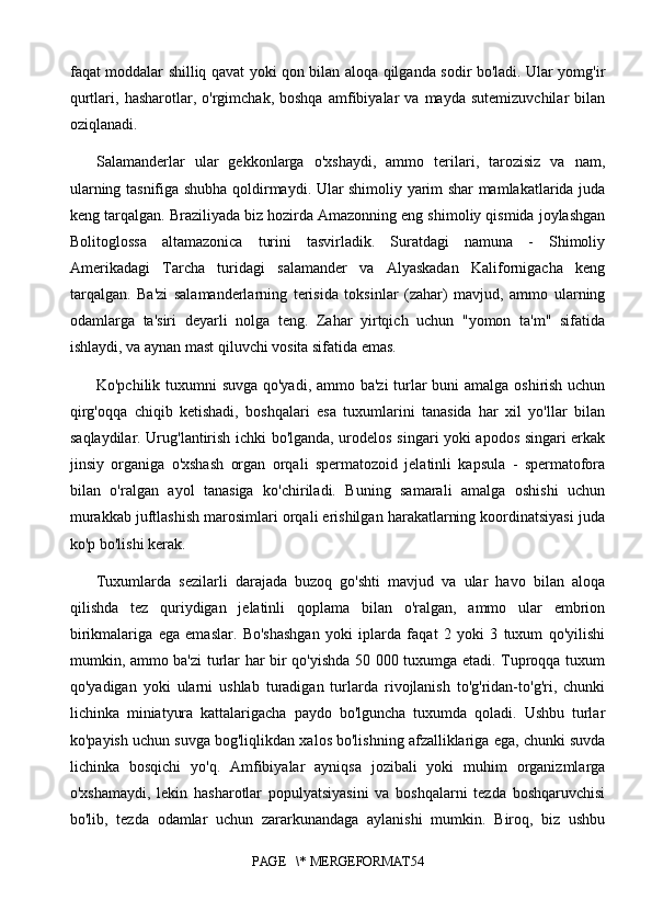 faqat moddalar shilliq qavat yoki qon bilan aloqa qilganda sodir bo'ladi. Ular yomg'ir
qurtlari,  hasharotlar,   o'rgimchak,  boshqa   amfibiyalar   va   mayda   sutemizuvchilar   bilan
oziqlanadi.
Salamanderlar   ular   gekkonlarga   o'xshaydi,   ammo   terilari,   tarozisiz   va   nam,
ularning tasnifiga shubha qoldirmaydi. Ular shimoliy yarim shar mamlakatlarida juda
keng tarqalgan. Braziliyada biz hozirda Amazonning eng shimoliy qismida joylashgan
Bolitoglossa   altamazonica   turini   tasvirladik.   Suratdagi   namuna   -   Shimoliy
Amerikadagi   Tarcha   turidagi   salamander   va   Alyaskadan   Kalifornigacha   keng
tarqalgan.   Ba'zi   salamanderlarning   terisida   toksinlar   (zahar)   mavjud,   ammo   ularning
odamlarga   ta'siri   deyarli   nolga   teng.   Zahar   yirtqich   uchun   "yomon   ta'm"   sifatida
ishlaydi, va aynan mast qiluvchi vosita sifatida emas.
Ko'pchilik tuxumni suvga qo'yadi, ammo ba'zi  turlar  buni  amalga oshirish uchun
qirg'oqqa   chiqib   ketishadi,   boshqalari   esa   tuxumlarini   tanasida   har   xil   yo'llar   bilan
saqlaydilar. Urug'lantirish ichki bo'lganda, urodelos singari yoki apodos singari erkak
jinsiy   organiga   o'xshash   organ   orqali   spermatozoid   jelatinli   kapsula   -   spermatofora
bilan   o'ralgan   ayol   tanasiga   ko'chiriladi.   Buning   samarali   amalga   oshishi   uchun
murakkab juftlashish marosimlari orqali erishilgan harakatlarning koordinatsiyasi juda
ko'p bo'lishi kerak. 
Tuxumlarda   sezilarli   darajada   buzoq   go'shti   mavjud   va   ular   havo   bilan   aloqa
qilishda   tez   quriydigan   jelatinli   qoplama   bilan   o'ralgan,   ammo   ular   embrion
birikmalariga   ega   emaslar.   Bo'shashgan   yoki   iplarda   faqat   2   yoki   3   tuxum   qo'yilishi
mumkin, ammo ba'zi turlar har bir qo'yishda 50 000 tuxumga etadi. Tuproqqa tuxum
qo'yadigan   yoki   ularni   ushlab   turadigan   turlarda   rivojlanish   to'g'ridan-to'g'ri,   chunki
lichinka   miniatyura   kattalarigacha   paydo   bo'lguncha   tuxumda   qoladi.   Ushbu   turlar
ko'payish uchun suvga bog'liqlikdan xalos bo'lishning afzalliklariga ega, chunki suvda
lichinka   bosqichi   yo'q.   Amfibiyalar   ayniqsa   jozibali   yoki   muhim   organizmlarga
o'xshamaydi,   lekin   hasharotlar   populyatsiyasini   va   boshqalarni   tezda   boshqaruvchisi
bo'lib,   tezda   odamlar   uchun   zararkunandaga   aylanishi   mumkin.   Biroq,   biz   ushbu
PAGE   \* MERGEFORMAT54 