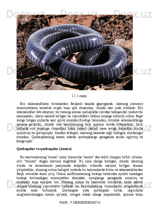  
I.1.1-rasm.
Biz   salamandrlarni   tritonlardan   farqlash   haqida   gapirganda,   ularning   jismoni y
xususiyatlarini   kuzatish   orqali   buni   qila   olmaymiz,   chunki   ular   juda   o'xshash.   Biz
salamandrlar deb ataymiz, bu turning asosan quruqlikda (suvdan tashqarida) yashovchi
namunalari, ularni namlik bo'lgan va reproduktiv tsiklini amalga oshirish uchun faqat
suvga botgan joylarda sayr qilish mumkin.Boshqa tomondan, tritonlar salamandrlarga
qarama-qarshidir,   chunki   ular   hayotlarining   ko'p   qismini   suvda   o'tkazadilar,   ba'zi
hollarda   suv   yuzasiga   chiqadilar,   lekin   deyarli   darhol   yana   suvga   tushadilar. A ncha
qo'polroq va quruqroqdir, bundan tashqari, ularning tanasida siğil borligini sezishingiz
mumkin.   Qurbaqalarning   tanasi   odatda   qurbaqalarga   qaraganda   ancha   og'irroq   va
kengroqdir.
Qurbaqalar va qurbaqalar (Anura)  
Bu hayvonlarning "anura" nomi yunoncha "anura" dan kelib chiqqan bo'lib, so'zma-
so'z   "dumsiz"   degan   ma'noni   anglatadi.   Bu   nom   ularga   berilgan,   chunki   ularning
o'sishi   va   almashinish   jarayonida   tadpollar   o'zlarida   mavjud   bo'lgan   dumini
yo'qotadilar, shuning uchun balog'at yoshida bu hayvonlarda triton va salamandrlardan
farqli   ravishda   dumi   yo'q.   Ularni   amfibiyalarning   boshqa   turlaridan   ajratib   turadigan
boshqa   ko'rinadigan   xususiyatlari   shundaki,   oyoqlariga   qaraganda   uzunroq   va
mushakli   orqa   oyoqlari   bor,   shuning   uchun   bu   hayvonlar   yurmaydi,   balki   sakrab
chiqadi.Ularning   reproduktiv   tsiklida   bu   hayvonlarning   tuxumlarini   urug'lantirish
ayolda   sodir   bo'lmaydi.   Qurbaqalar   yoki   qurbaqalar   bo'lsa,   urg'ochilar
urug'lantirilmagan   tuxum   qo'yadi,   so'ngra   erkak   ularga   yaqinlashib,   sperma   bilan
PAGE   \* MERGEFORMAT54 