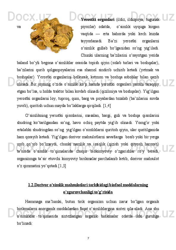 Yerostki   organlari   (ildiz,   ildizpoya,   tugunak
va piyozlar)   odatda,     o‘simlik   uyquga   kirgan
vaqtida   —   erta   bahorda   yoki   kech   kuzda
tayyorlanadi.   Ba’zi   yerostki   organlarni
o‘simlik   gullab   bo‘lganidan   so‘ng   yig‘iladi.
Chunki   ularning   ba’zilarini   o‘sayotgan   yerida
baland   bo‘yli   begona   o‘simliklar   orasida   topish   qiyin   (solab   turlari   va   boshqalar),
ba’zilarini   qurib   qolganpoyalarini   esa   shamol   sindirib   uchirib   ketadi   (yetmak   va
boshqalar).   Yerostki   organlarini   belkurak,   ketmon   va   boshqa   asboblar   bilan   qazib
olinadi.   Bir   joyning   o‘zida   o‘simlik   ko‘p   hamda   yerostki   organlari   yaxshi   taraqqiy
etgan bo‘lsa, u holda traktor bilan kovlab olinadi (qizilmiya va boshqalar). Yig‘ilgan
yerostki   organlarni   loy,   tuproq,   qum,   barg   va   poyalardan   tozalab   (ba’zilarini   suvda
yuvib), quritish uchun mayda bo‘laklarga qirqiladi. [1,4]
O‘simlikning   yerustki   qismlarini,   masalan,   bargi,   guli   va   boshqa   qismlarini
shudring   ko‘tarilgandan   so‘ng,   havo   ochiq   paytda   yig‘ib   olinadi.   Yomg‘ir   yoki
ertalabki shudringdan so‘ng   yig‘ilgan o‘simliklarni quritish qiyin, ular quritilganida
ham qorayib ketadi. Yig‘ilgan dorivor mahsulotlarni savatlarga  bosib yoki bir yerga
uyib   qo‘yib   bo‘lmaydi,   chunki   namlik   va   issiqlik   (qizish   yoki   quyosh   harorati)
ta’sirida   o‘simlik   to‘qimalarida   chuqur   biokimyoviy   o‘zgarishlar   ro‘y   beradi,
organizmga   ta’sir   etuvchi   kimyoviy   birikmalar   parchalanib   ketib,   dorivor   mahsulot
o‘z qimmatini yo‘qotadi.[1,3]
1.2.Dorivor o’simlik mahsulotlari tarkibidagi biofaol moddalarning
o’zgaruvchanligi to’g’risida
Hammaga   ma’lumki,   butun   tirik   organizm   uchun   zarur   bo‘lgan   organik
birikmalarni anorganik moddalardan faqat o‘simliklargina sintez qila oladi. Ana shu
o‘simliklar   to‘qimasida   sintezlangan   organik   birikmalar   odatda   ikki   guruhga
bo‘linadi: 
7 