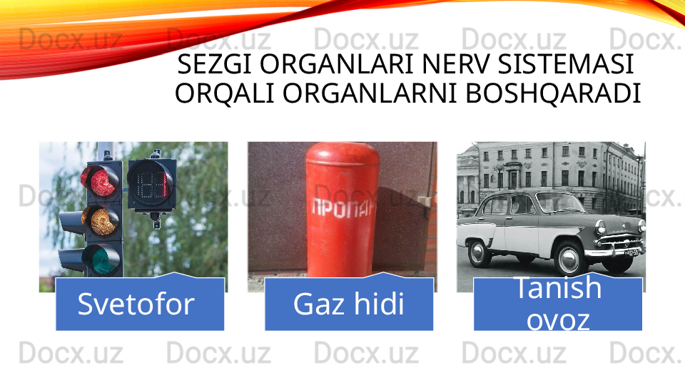 SEZGI ORGANLARI NERV SISTEMASI  
ORQALI ORGANLARNI BOSHQARADI
Svetofor  Gaz hidi Tanish 
ovoz 