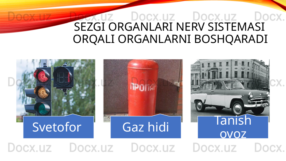 SEZGI ORGANLARI NERV SISTEMASI  
ORQALI ORGANLARNI BOSHQARADI
Svetofor  Gaz hidi Tanish 
ovoz