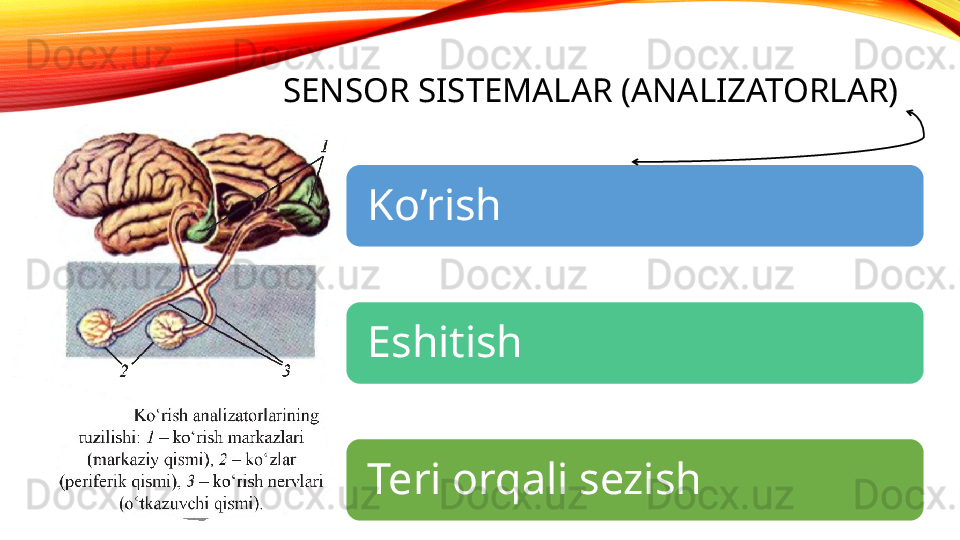 SENSOR SISTEMALAR (ANALIZATORLAR)
Ko’rish 
Eshitish 
Teri orqali sezish 