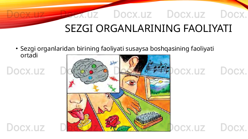 SEZGI ORGANLARINING FAOLIYATI
•
Sezgi organlaridan birining faoliyati susaysa boshqasining faoliyati 
ortadi 