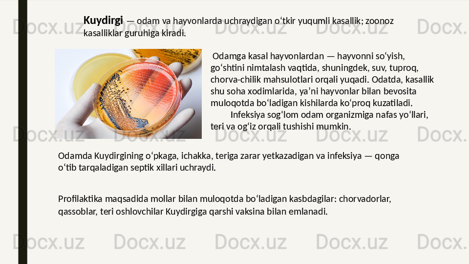 Kuydirgi  — odam va hayvonlarda uchraydigan oʻtkir yuqumli kasallik; zoonoz 
kasalliklar guruhiga kiradi. 
  Odamga kasal hayvonlardan — hayvonni soʻyish, 
goʻshtini nimtalash vaqtida, shuningdek, suv, tuproq, 
chorva-chilik mahsulotlari orqali yuqadi. Odatda, kasallik 
shu soha xodimlarida, yaʼni hayvonlar bilan bevosita 
muloqotda boʻladigan kishilarda koʻproq kuzatiladi.            
         Infeksiya sogʻlom odam organizmiga nafas yoʻllari, 
teri va ogʻiz orqali tushishi mumkin. 
Odamda Kuydirgining oʻpkaga, ichakka, teriga zarar yetkazadigan va infeksiya — qonga 
oʻtib tarqaladigan septik xillari uchraydi. 
Profilaktika maqsadida mollar bilan muloqotda boʻladigan kasbdagilar: chorvadorlar, 
qassoblar, teri oshlovchilar Kuydirgiga qarshi vaksina bilan emlanadi.   