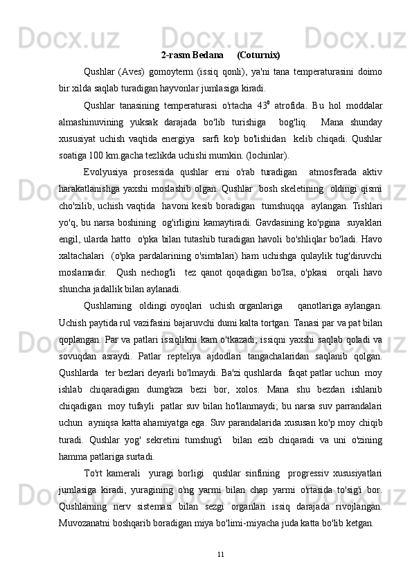 2-rasm Bedana   (Coturnix)
Qushlar   (Aves)   gomoyterm   (issiq   qonli),   ya'ni   tana   temperaturasini   doimo
bir xilda saqlab turadigan hayvonlar jumlasiga kiradi.
Qushlar   tanasining   temperaturasi   o'rtacha   43 0
  atrofida.   Bu   hol   moddalar
almashinuvining   yuksak   darajada   bo'lib   turishiga     bog'liq.     Mana   shunday
xususiyat   uchish   vaqtida   energiya     sarfi   ko'p   bo'lishidan     kelib   chiqadi.   Qushlar
soatiga 100 km.gacha tezlikda uchishi mumkin. (lochinlar).
Evolyusiya   prosessida   qushlar   erni   o'rab   turadigan     atmosferada   aktiv
harakatlanishga yaxshi  moslashib olgan. Qushlar    bosh skeletining   oldingi qismi
cho'zilib,   uchish   vaqtida     havoni   kesib   boradigan     tumshuqqa     aylangan.   Tishlari
yo'q, bu narsa boshining   og'irligini kamaytiradi. Gavdasining ko'pgina   suyaklari
engil, ularda hatto   o'pka bilan tutashib turadigan havoli  bo'shliqlar bo'ladi. Havo
xaltachalari     (o'pka   pardalarining   o'simtalari)   ham   uchishga   qulaylik   tug'diruvchi
moslamadir.     Qush   nechog'li     tez   qanot   qoqadigan   bo'lsa,   o'pkasi     orqali   havo
shuncha jadallik bilan aylanadi.
Qushlarning     oldingi   oyoqlari     uchish   organlariga     qanotlariga   aylangan.	

Uchish paytida rul vazifasini bajaruvchi dumi kalta tortgan. Tanasi par va pat bilan
qoplangan. Par va patlari issiqlikni  kam o'tkazadi, issiqni  yaxshi  saqlab qoladi va
sovuqdan   asraydi.   Patlar   repteliya   ajdodlari   tangachalaridan   saqlanib   qolgan.
Qushlarda   ter bezlari deyarli bo'lmaydi. Ba'zi qushlarda   faqat patlar uchun   moy
ishlab   chiqaradigan   dumg'aza   bezi   bor,   xolos.   Mana   shu   bezdan   ishlanib
chiqadigan   moy tufayli    patlar suv bilan ho'llanmaydi; bu narsa suv parrandalari
uchun   ayniqsa katta ahamiyatga ega. Suv parandalarida xususan ko'p moy chiqib
turadi.   Qushlar   yog'   sekretini   tumshug'i     bilan   ezib   chiqaradi   va   uni   o'zining
hamma patlariga surtadi.
To'rt   kamerali     yuragi   borligi     qushlar   sinfining     progressiv   xususiyatlari
jumlasiga   kiradi,   yuragining   o'ng   yarmi   bilan   chap   yarmi   o'rtasida   to'sig'i   bor.
Qushlarning   nerv   sistemasi   bilan   sezgi   organlari   issiq   darajada   rivojlangan.
Muvozanatni boshqarib boradigan miya bo'limi-miyacha juda katta bo'lib ketgan.
11 