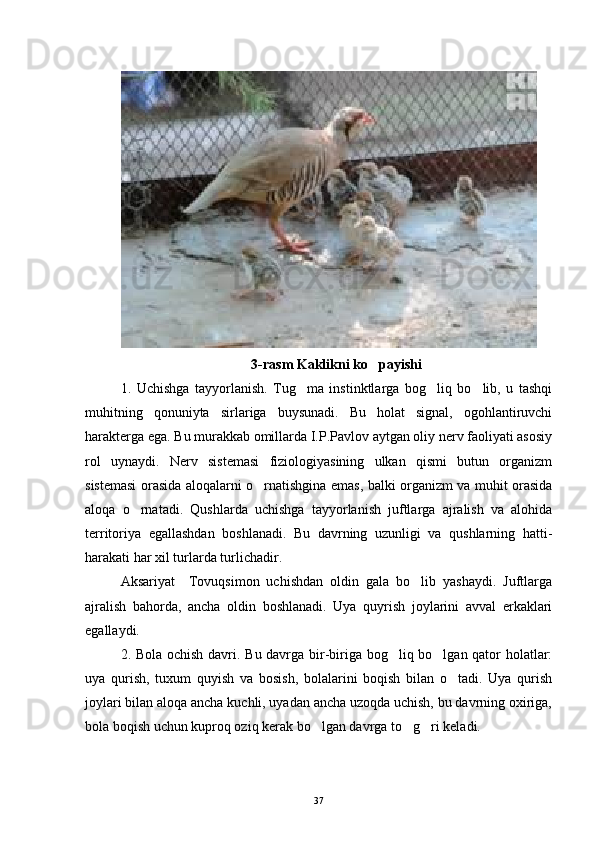 3-rasm Kaklikni ko payishi
1.   Uchishga   tayyorlanish.   Tug ma   instinktlarga   bog liq   bo lib,   u   tashqi	
  
muhitning   qonuniyta sirlariga   buysunadi.   Bu   holat   signal,   ogohlantiruvchi	

harakterga ega. Bu murakkab omillarda I.P.Pavlov aytgan oliy nerv faoliyati asosiy
rol   uynaydi.   Nerv   sistemasi   fiziologiyasining   ulkan   qismi   butun   organizm
sistemasi orasida aloqalarni o rnatishgina emas, balki organizm va muhit orasida	

aloqa   o rnatadi.   Qushlarda   uchishga   tayyorlanish   juftlarga   ajralish   va   alohida	

territoriya   egallashdan   boshlanadi.   Bu   davrning   uzunligi   va   qushlarning   hatti-
harakati har xil turlarda turlichadir.
Aksariyat     Tovuqsimon   uchishdan   oldin   gala   bo lib   yashaydi.   Juftlarga	

ajralish   bahorda,   ancha   oldin   boshlanadi.   Uya   quyrish   joylarini   avval   erkaklari
egallaydi.
2. Bola ochish davri. Bu davrga bir-biriga bog liq bo lgan qator holatlar:	
 
uya   qurish,   tuxum   quyish   va   bosish,   bolalarini   boqish   bilan   o tadi.   Uya   qurish	

joylari bilan aloqa ancha kuchli, uyadan ancha uzoqda uchish, bu davrning oxiriga,
bola boqish uchun kuproq oziq kerak bo lgan davrga to g ri keladi.	
  
37 