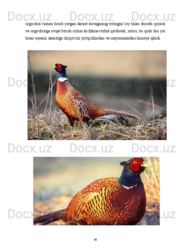 urgochisi tuxum bosib yotgan daraxt kovagining teshigini loy bilan shuvab qoyadi 
va urgochisiga ovqat berish uchun kichkina teshik qoldiradi, xolos, bu qush shu yol	
 
bilan uyasini daraxtga chiquvchi yirtqichlardan va maymunlardan himoya qiladi.
40 