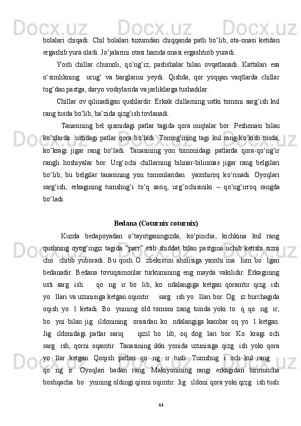 bolalari   chiqadi.   Chil   bolalari   tuxumdan   chiqqanda   patli   b о ‘lib,   ota-onasi   ketidan
ergashib yura oladi. J о ‘jalarini otasi hamda onasi ergashtirib yuradi.
Yosh   chillar   chumoli,   q о ‘ng‘iz,   pashshalar   bilan   ovqatlanadi.   Kattalari   esa
о ‘simlikning     urug‘   va   barglarini   yeydi.   Qishda,   qor   yoqqan   vaqtlarda   chillar
tog‘dan pastga, daryo vodiylarida va jarliklarga tushadilar. 
Chillar ov qilinadigan qushlardir. Erkak chillarning ustki tomoni sarg‘ish kul
rang tusda b о ‘lib, ba’zida qizg‘ish tovlanadi.
Tanasining   bel   qismidagi   patlar   tagida   qora   nuqtalar   bor.   Peshonasi   bilan
k о ‘zlarda     ustidagi   patlar   qora   b о ‘ladi.   Tomog‘ining   tagi   kul   rang-k о ‘kish   tusda,
k о ‘kragi   jigar   rang   b о ‘ladi.   Tanasining   yon   tomonidagi   patlarda   qora-q о ‘ng‘ir
rangli   hoshiyalar   bor.   Urg‘ochi   chillarning   bilinar-bilinmas   jigar   rang   belgilari
b о ‘lib,   bu   belgilar   tanasining   yon   tomonlaridan     yaxshiroq   k о ‘rinadi.   Oyoqlari
sarg‘ish,   erkagining   tumshug‘i   t о ‘q   sariq,   urg‘ochisiniki   –   q о ‘ng‘irroq   rangda
b о ‘ladi.  
                               Bedana  (Coturnix coturnix) 
Kuzda   bedapoyadan   o‘tayotganingizda,   ko‘pincha,   kichkina   kul   rang
qushning   oyog‘ingiz   tagida   “parr”   etib   shiddat   bilan   pastgina   uchib   ketishi   sizni
cho chitib   yuboradi.   Bu   qush   O zbekiston   aholisiga   yaxshi   ma lum   bo lgan   
bedanadir.   Bedana   tovuqsimonlar   turkumining   eng   mayda   vakilidir.   Erkagining
usti   sarg ish     qo ng ir   bo lib,   ko ndalangiga   ketgan   qoramtir   qizg ish	
      
yo llari va uzunisiga ketgan oqimtir   sarg ish yo llari bor. Og iz burchagida	
    
oqish   yo l   ketadi.   Bo ynining   old   tomoni   zang   tusida   yoki   to q   qo ng ir;	
    
bo yni   bilan   jig ildonining     orasidan   ko ndalangiga   kambar   oq   yo l   ketgan.	
   
Jig ildonidagi   patlar   sariq     qizil   bo lib,   oq   dog lari   bor.   Ko kragi   och
    
sarg ish,   qorni   oqamtir.   Tanasining   ikki   yonida   uzunisiga   qizg ish   yoki   qora
 
yo llar   ketgan.   Qoqish   patlari   qo ng ir   tusli.   Tumshug i   och   kul   rang  
    
qo ng ir.   Oyoqlari   badan   rang.   Makiyonining   rangi   erkagidan   birmuncha
 
boshqacha: bo ynining oldingi qismi oqimtir. Jig ildoni qora yoki qizg ish tusli	
  
44 