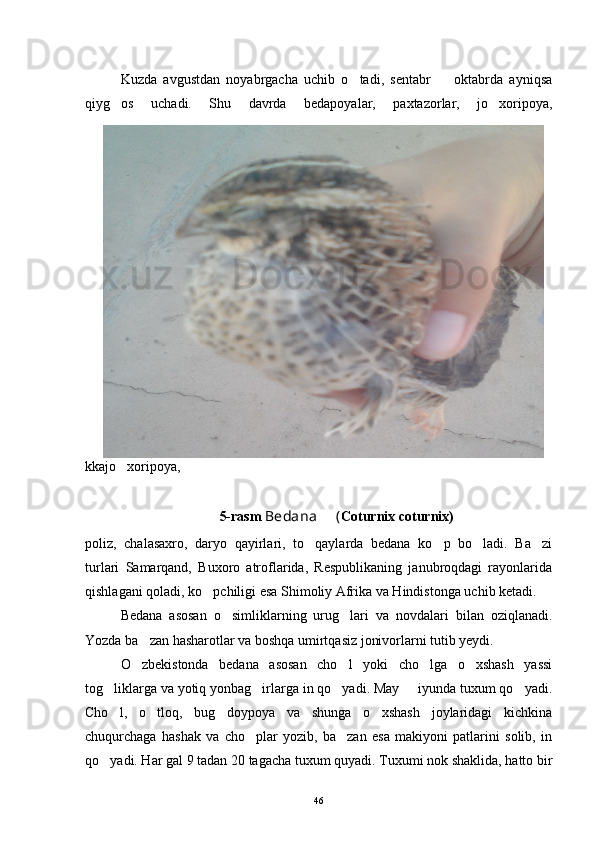 Kuzda   avgustdan   noyabrgacha   uchib   o tadi,   sentabr     oktabrda   ayniqsa 
qiyg os   uchadi.   Shu   davrda   bedapoyalar,   paxtazorlar,   jo xoripoya,	
 
kkajo xoripoya, 

5-rasm  Bedana   (	
 Coturnix coturnix)
poliz,   chalasaxro,   daryo   qayirlari,   to qaylarda   bedana   ko p   bo ladi.   Ba zi	
   
turlari   Samarqand,   Buxoro   atroflarida,   Respublikaning   janubroqdagi   rayonlarida
qishlagani qoladi, ko pchiligi esa Shimoliy Afrika va Hindistonga uchib ketadi. 	

Bedana   asosan   o simliklarning   urug lari   va   novdalari   bilan   oziqlanadi.	
 
Yozda ba zan hasharotlar va boshqa umirtqasiz jonivorlarni tutib yeydi. 	

O zbekistonda   bedana   asosan   cho l   yoki   cho lga   o xshash   yassi
   
tog liklarga va yotiq yonbag irlarga in qo yadi. May   iyunda tuxum qo yadi.	
    
Cho l,   o tloq,   bug doypoya   va   shunga   o xshash   joylaridagi   kichkina
   
chuqurchaga   hashak   va   cho plar   yozib,   ba zan   esa   makiyoni   patlarini   solib,   in	
 
qo yadi. Har gal 9 tadan 20 tagacha tuxum quyadi. Tuxumi nok shaklida, hatto bir	

46 