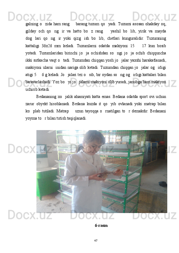 galning o zida ham rang   barang tuxum qo yadi. Tuxumi asosan ohakday oq,  
gilday   och   qo ng ir   va   hatto   bo z   rang     yashil   bo lib,   yirik   va   mayda	
    
dog lari   qo ng ir   yoki   qizg ish   bo lib,   chetlari   kunguralidir.   Tuxumning	
    
kattaligi   36x26   mm   keladi.   Tuxumlarni   odatda   makiyoni   15     17   kun   bosib	

yotadi.   Tuxumlaridan   birinchi   jo ja   ochishdan   so ngi   jo ja   ochib   chiqquncha	
  
ikki sutkacha vaqt o tadi. Tuxumdan chiqqan yosh jo jalar yaxshi harakatlanadi,	
 
makiyoni ularni    inidan nariga olib ketadi. Tuxumdan chiqqan jo jalar og irligi	
 
atigi 5   6 g keladi. Jo jalari tez o sib, bir oydan so ng og irligi kattalari bilan	
    
baravarlashadi. Yoz bo yi jo jalarni makiyoni olib yuradi, janubga ham makiyon	
 
uchirib ketadi. 
Bedananing xo jalik ahamiyati katta emas. Bedana odatda sport ovi uchun

zarur   obyekt   hisoblanadi.   Bedana   kuzda   it   qo yib   ovlanadi   yoki   matrap   bilan	

ko plab   tutiladi.   Matrap     uzun   tayoqqa   o rnatilgan   to r   demakdir.   Bedanani	
   
yoyma to r bilan tutish taqiqlanadi.	

6-rasm
47 