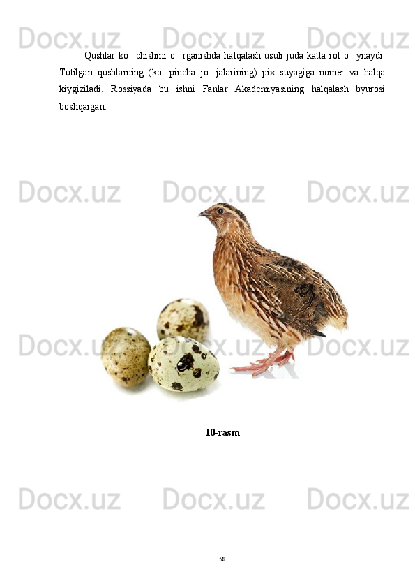 Qushlar  ko chishini o rganishda halqalash  usuli juda katta rol  o ynaydi.  
Tutilgan   qushlarning   (ko pincha   jo jalarining)   pix   suyagiga   nomer   va   halqa	
 
kiygiziladi.   Rossiyada   bu   ishni   Fanlar   Akademiyasining   halqalash   byurosi
boshqargan.
 
10-rasm
58 