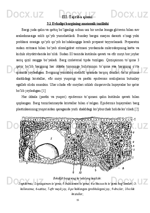 III. Tajriba qismi .
3.1 Evkalipt bargining anatomik tuzilishi
Bargi juda qalin va qattiq bo’lganligi uchun uni bir necha kunga glitserin bilan suv
aralashmasiga   solib   qo’yib   yumshatiladi.   Bunday   bargni   marjon   daraxti   o’zagi   yoki
probkasi   orasiga   qo’yib  qo’yib  ko’ndalangiga   kesib   preparat   tayyorlanadi.   Preparatni
sudan   eritmasi   bilan   bo’yab   xloralgidrat   eritmasi   yordamida   mikroskopning   katta   va
kichik obyektivlarida ko’rildi. Sudan III tasirida kutikula qavati va efir moyi bor joylar
sariq   qizil   rangga   bo’yaladi.   Barg   izolaterial   tipda   tuzilgan.   Qoziqsimon   to’qima   3
qator   bo’lib   bargning   har   ikkala   tomoniga   bulutsimon   to’qima   esa   bargning   o’rta
qismida joylashgan.  Bergning yumshoq mezofil  qismida tarqoq druzlar, ba’zi  prizma
shaklidagi   kristallar,   efir   moyi   yuqorigi   va   pastki   epidermis   oraliqlarini   butunlay
egallab olishi mumkin. Ular ichida efir moylari ishlab chiqaruvchi hujayralar bir qator
bo’lib joylashgan.[1]
Har   ikkala   (pastki   va   yuqori)   epidermis   to’qimasi   qalin   kutikula   qavati   bilan
qoplangan.   Barg   tomirlarimayda   kristallar   bilan   o’ralgan.   Epidermis   hujayralari   barg
plastinkasining yuqorisidan qaraganda yurli shakldagi ko’pburchak holida ko’riladi.[2]
Evkalipt bargining ko’ndalang kesilishi:
1-epidermis; 2-qoziqsimon to’qima; 3-bulutsimon to’qima; 4-o’tkazuvchi to’qima bog’lamlari; 5-
kollenxima; 6-ustitsa; 7-efir moyli joy; 8-po’kaklangan (probkalagan) joy; 9-druzlar; 10-ichki
kristallar;
15 