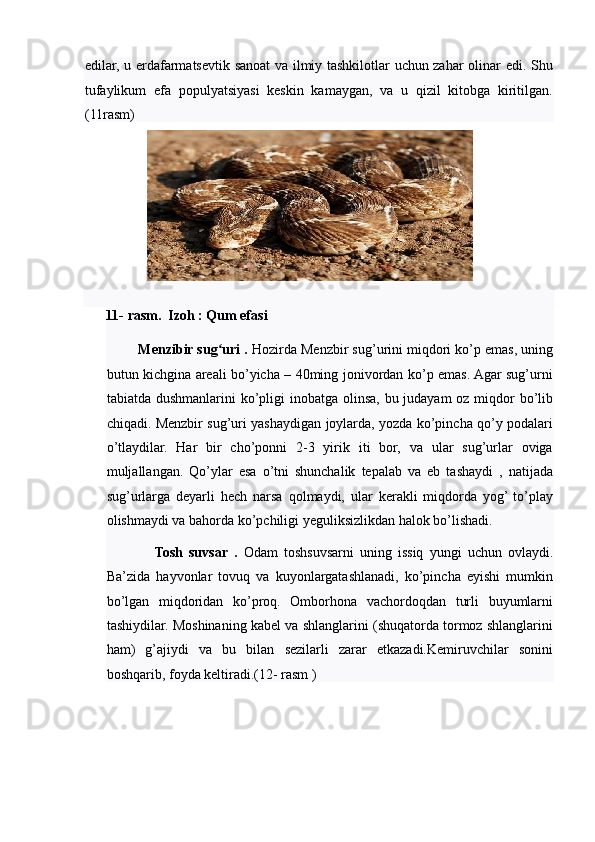 edilar, u erdafarmatsevtik sanoat va ilmiy tashkilotlar uchun zahar olinar edi. Shu
tufaylikum   efa   populyatsiyasi   keskin   kamaygan,   va   u   qizil   kitobga   kiritilgan.
(11rasm)  
 
11- rasm.  Izoh : Qum efasi  
         Menzibir sug uri . ʻ Hozirda Menzbir sug’urini miqdori ko’p emas, uning
butun kichgina areali bo’yicha – 40ming jonivordan ko’p emas. Agar sug’urni
tabiatda dushmanlarini ko’pligi  inobatga olinsa, bu judayam  oz miqdor bo’lib
chiqadi. Menzbir sug’uri yashaydigan joylarda, yozda ko’pincha qo’y podalari
o’tlaydilar.   Har   bir   cho’ponni   2-3   yirik   iti   bor,   va   ular   sug’urlar   oviga
muljallangan.   Qo’ylar   esa   o’tni   shunchalik   tepalab   va   eb   tashaydi   ,   natijada
sug’urlarga   deyarli   hech   narsa   qolmaydi,   ular   kerakli   miqdorda   yog’  to’play
olishmaydi va bahorda ko’pchiligi yeguliksizlikdan halok bo’lishadi.       
                Tosh   suvsar   .   Odam   toshsuvsarni   uning   issiq   yungi   uchun   ovlaydi.
Ba’zida   hayvonlar   tovuq   va   kuyonlargatashlanadi,   ko’pincha   eyishi   mumkin
bo’lgan   miqdoridan   ko’proq.   Omborhona   vachordoqdan   turli   buyumlarni
tashiydilar. Moshinaning kabel va shlanglarini (shuqatorda tormoz shlanglarini
ham)   g’ajiydi   va   bu   bilan   sezilarli   zarar   etkazadi.Kemiruvchilar   sonini
boshqarib, foyda keltiradi.(12- rasm )  