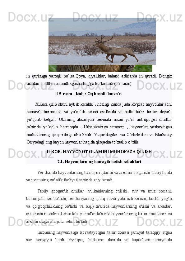 in   qurishga   yaroqli   bo’lsa.Qoya,   qiyaliklar,   baland   adirlarda   in   quradi.   Dengiz
ustidan 3 300 m balandlikgacha tog’ga ko’tariladi.(15-rasm) 
                             15-rasm . Izoh : Oq boshli ilonxo r. ʻ
          Xulosa qilib shuni aytish kerakki , hozirgi kunda juda ko plab hayvonlar soni	
ʻ
kamayib   bormoqda   va   yo qolib   ketish   arafasida   va   hatto   ba zi   turlari   deyarli	
ʻ ʼ
yo qolib   ketgan.   Ularning   aksariyati   bevosita   inson   ya ni   antropogen   omillar	
ʻ ʼ
ta sirida   yo qolib   bormoqda   .   Urbanizatsiya   jarayoni   ,   hayvonlar   yashaydigan
ʼ ʻ
hududlarning   qisqarishiga   olib   keldi.  Yuqoridagilar   esa   O zbekiston   va   Markaziy	
ʻ
Osiyodagi eng bayon hayvonlar haqida qisqacha to xtalib o tdik. 	
ʻ ʻ
II-BOB. HAYVONOT OLAMINI MUHOFAZA QILISH 
2.1. Hayvonlarning kamayib ketish sabablari 
Yer sharida hayvonlarning turini, miqdorini va arealini o'zgarishi tabiiy holda
va insonning xo'jalik faoliyati ta'sirida ro'y beradi.  
Tabiiy   geografik   omillar   (vulkanlarning   otilishi,   suv   va   muz   bosishi,
bo'ron,jala, sel  bo'lishi, territoriyaning qattiq sovib yoki isib ketishi, kuchli  yog'in
va   qo'g'oqchilikning   bo'lishi   va   b.q.)   ta'sirida   hayvonlarning   o'lishi   va   areallari
qisqarishi mumkin.  Lekin tabiiy omillar ta'sirida hayvonlarning turini, miqdorini va
arealni o'zgarishi juda sekin bo'ladi.  
Insonning   hayvonlarga   ko'rsatayotgan   ta'sir   doirasi   jamiyat   taraqqiy   etgan
sari   kengayib   bordi.   Ayniqsa,   feodalizm   davrida   va   kapitalizm   jamiyatida 